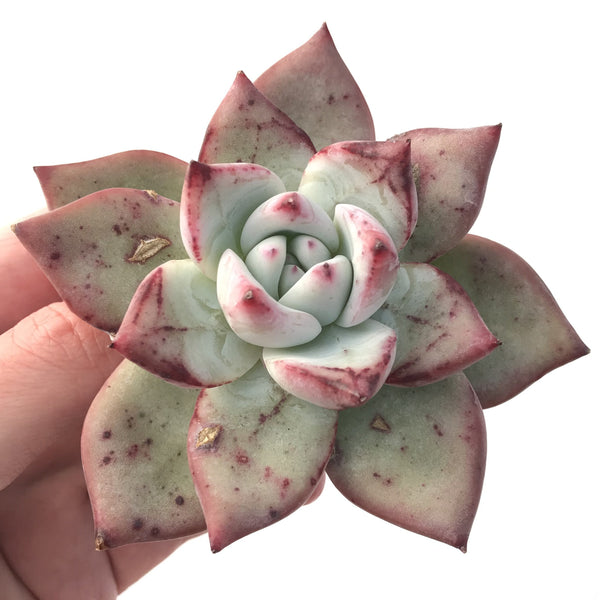 Echeveria 'Colorata' 4" Powdery Succulent Plant