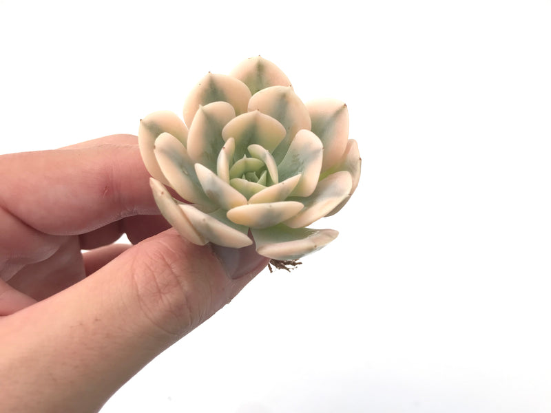 Echeveria Runyonii Variegated (Aka Echeveria 'Akaihosi' Variegated) 2" Succulent Plant