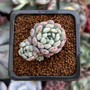 Echeveria 'Amoena' 1" Cluster Succulent Plant