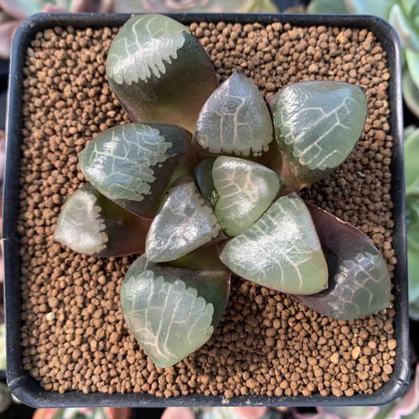 Haworthia 'Comptoniana' Hybrid 3"-4" Succulent Plant