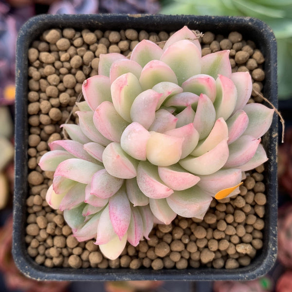 Echeveria 'Mebina' Variegated 1" Small Succulent Plant