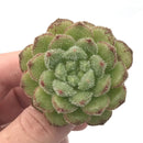 Echeveria ‘Christmas Carol’ 1" Rare Succulent Plant