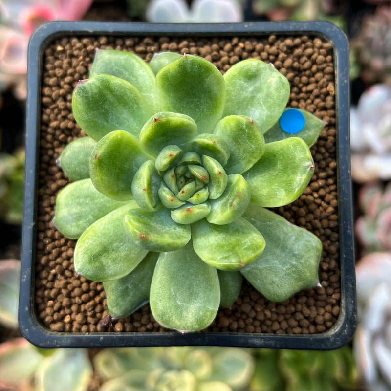 Echeveria sp. Lightly Variegated 1"-2" Succulent Plant