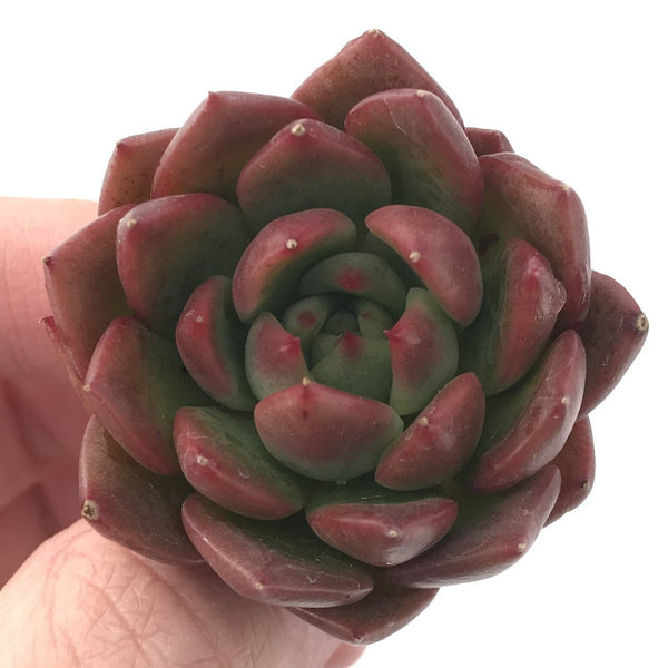 Echeveria Agavoides 'Timo' 2" Succulent Plant