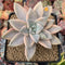 Graptopetalum 'Paraguayense' Variegated 3" Succulent Plant