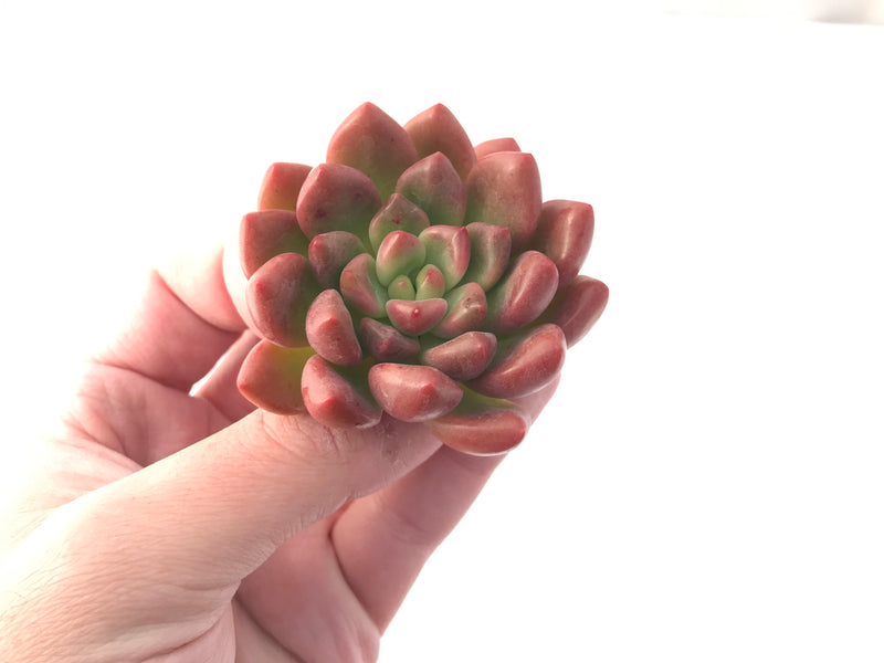 Pachyveria cv 'Paradoxa' 2" Rare Succulent Plant