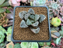 Haworthia 'Mordor' 2" Succulent Plant