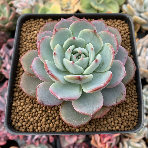 Echeveria 'Horizon' 4” Powdery Succulent Plant