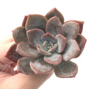 Echeveria 'Missing You' 3" Succulent Plant