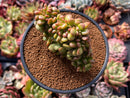 Sedum 'Lucidum Obesum' Crested 3" Succulent Plant