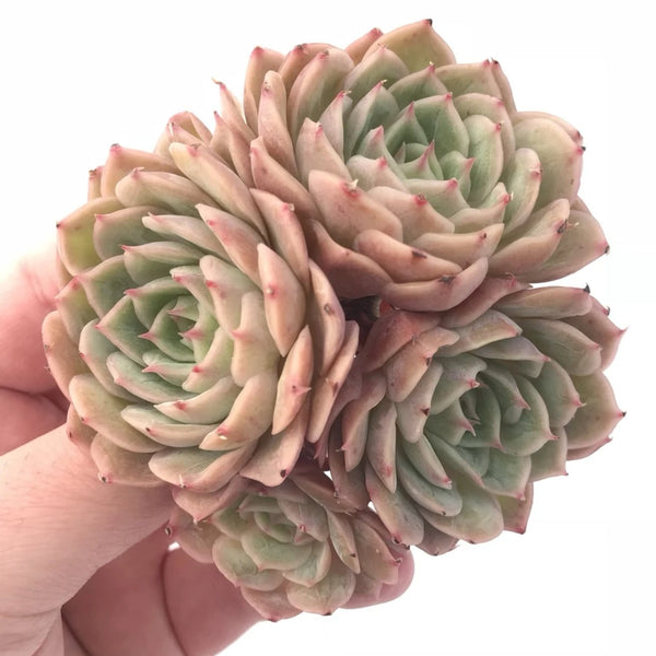 Echeveria Onslow Cluster 3” Rare Succulent Plant