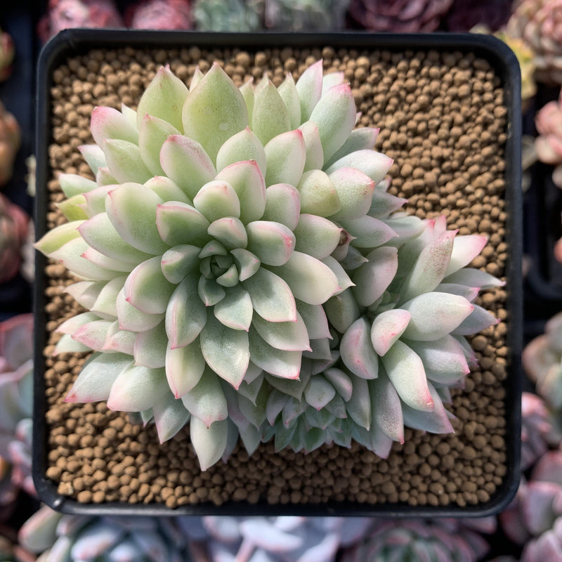 Echeveria 'Mebina' Variegated 4" Cluster Succulent Plant