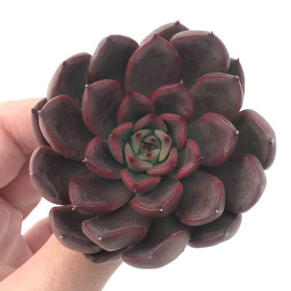 Echeveria Agavoides 'Red Bell' 3" New Hybrid Succulent Plant