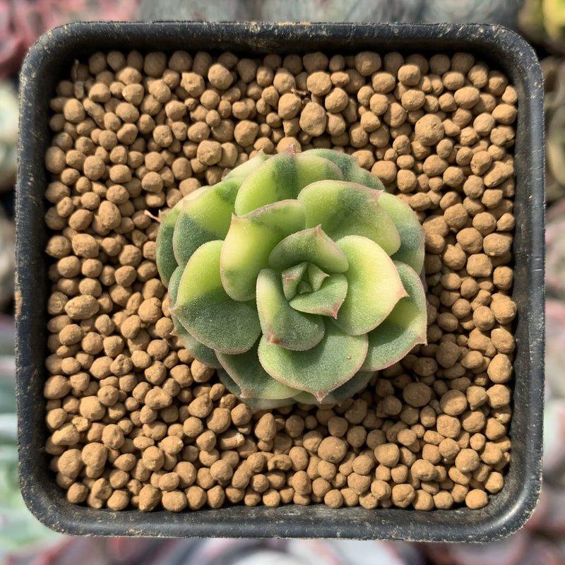 Echeveria 'Nicksana' Variegated 1/2" Very Small Succulent Plant