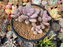 Graptopetalum 'Amethystinum’ 4” Cluster Succulent Plant