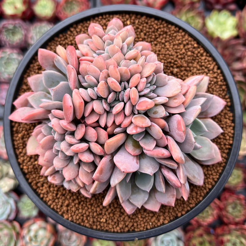 Graptoveria 'Debbie' Crested 4" Succulent Plant