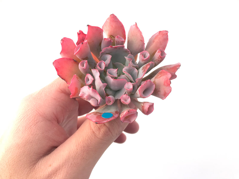 Echeveria 'Trumpet Pinky' 3" Succulent Plant