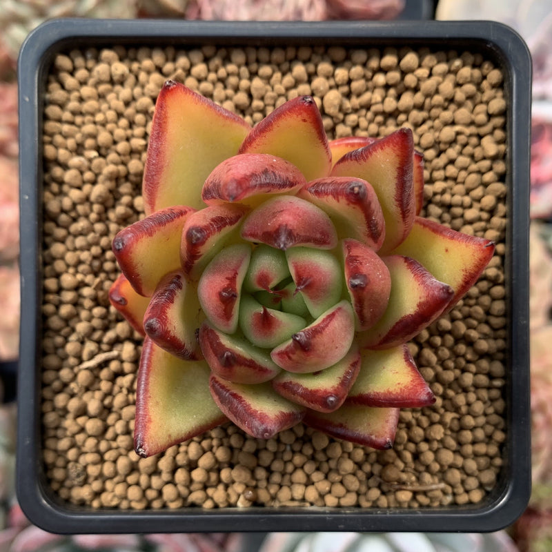 Echeveria Agavoides 'Maria' Hybrid 2"-3" Succulent Plant