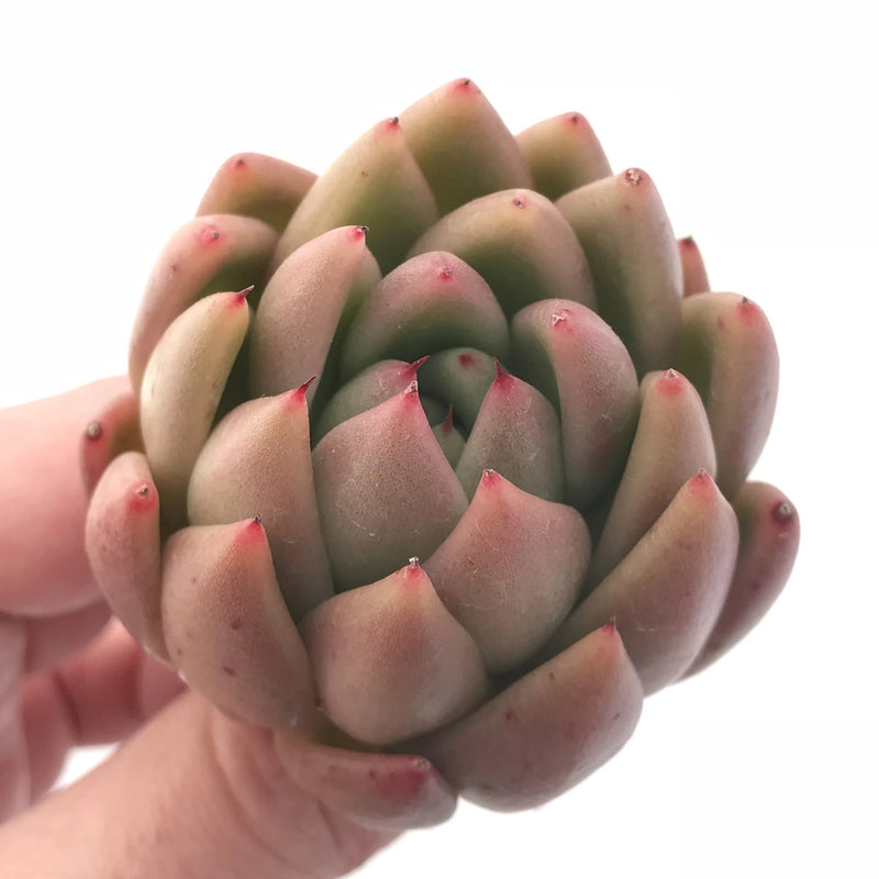 Echeveria Agavoides Wax 2”-3” Large Rare Succulent Plant