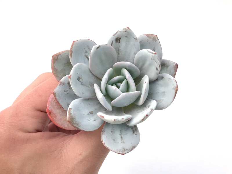 Echeveria 'Laui’ 3"-4" Powdery Succulent Plant