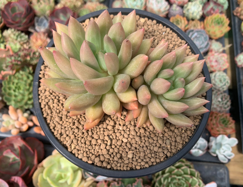 Pachyphytum 'Orange Light' 5" Succulent Plant