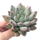 Echeveria 'Venus' 2"-3" Powdery Succulent Plant