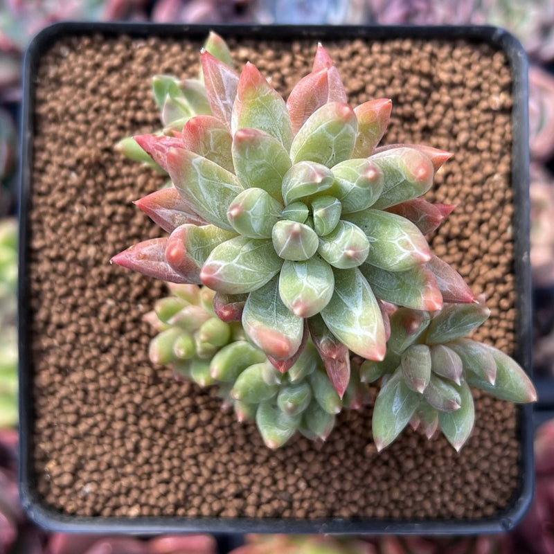 Pachyveria 'Bellgrave' Cluster 3" Succulent Plant