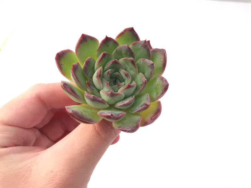 Echeveria 'Chung-ha' 2" Succulent Plant