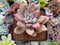 Graptoveria 'Ruby Donna' 3" Succulent Plant