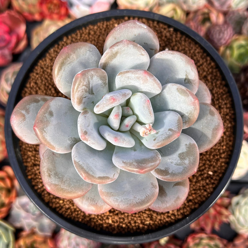 Pachyveria 'Pearlberry' 4" Succulent Plant