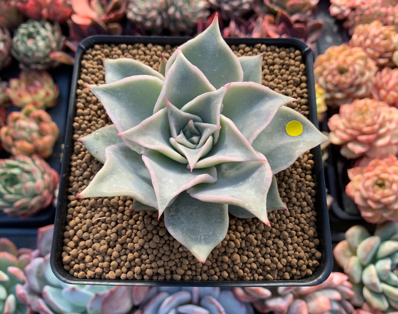 Echeveria 'Madiba' 2"-3" Succulent Plant