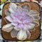 Echeveria 'Perle von Nurnberg' Variegated 4" Succulent Plant