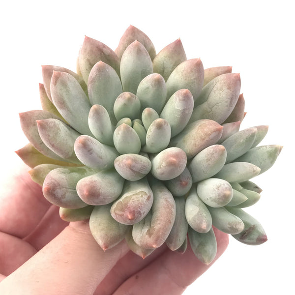 Echeveria 'Venus' 4" Powdery Succulent Plant