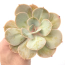 Echeveria 'Slimeball' 5" Large Succulent Plant