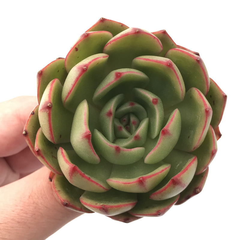 Echeveria 'Salu' 1"-2" Rare Succulent Plant