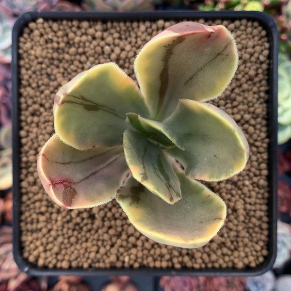 Echeveria 'Fimbriata' Variegated AKA 'Fasciculata' 3" Succulent Plant