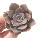 Echeveria 'Missing You' 3" Powdery Rare Succulent Plant