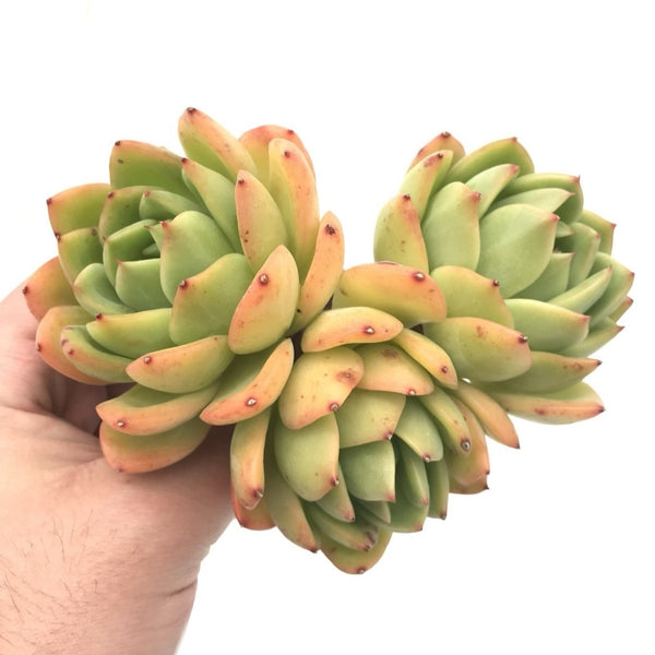 Echeveria Agavoides 'Golden Glow' Cluster 6"+ Rare Succulent Plant