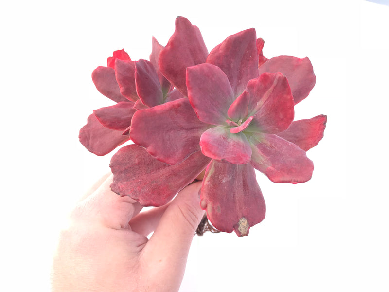 Echeveria Diamond State Variegated Cluster Large 6”+ Rare Succulent Plant