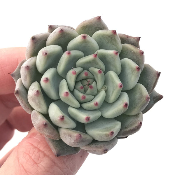 Echeveria 'Jackal' 1"-2" Succulent Plant