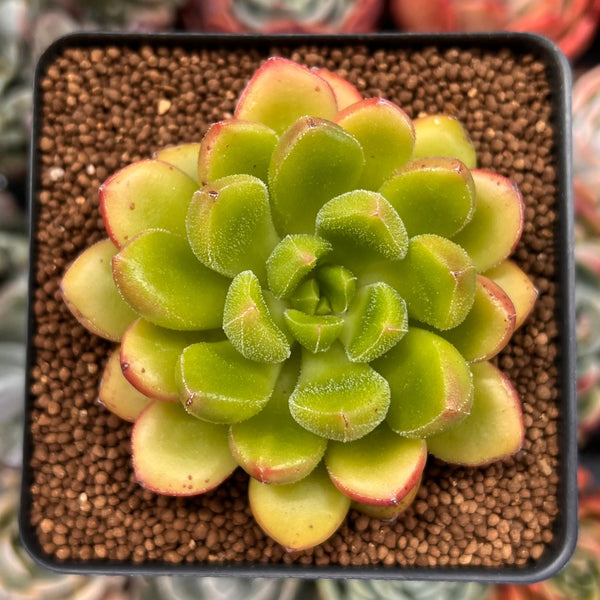 Cremneria 'Chubbs' (Cremnophila linguifolia x Echeveria setosa var. ciliata) 2" Succulent Plant