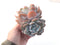 Echeveria 'Orange Monroe' 4"-5" Cluster Powdery Succulent Plant