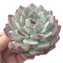 Echeveria 'Orange Monroe' 4" Powdery Succulent Plant