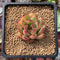 Echeveria Agavoides 'Rocci' 2" Succulent Plant