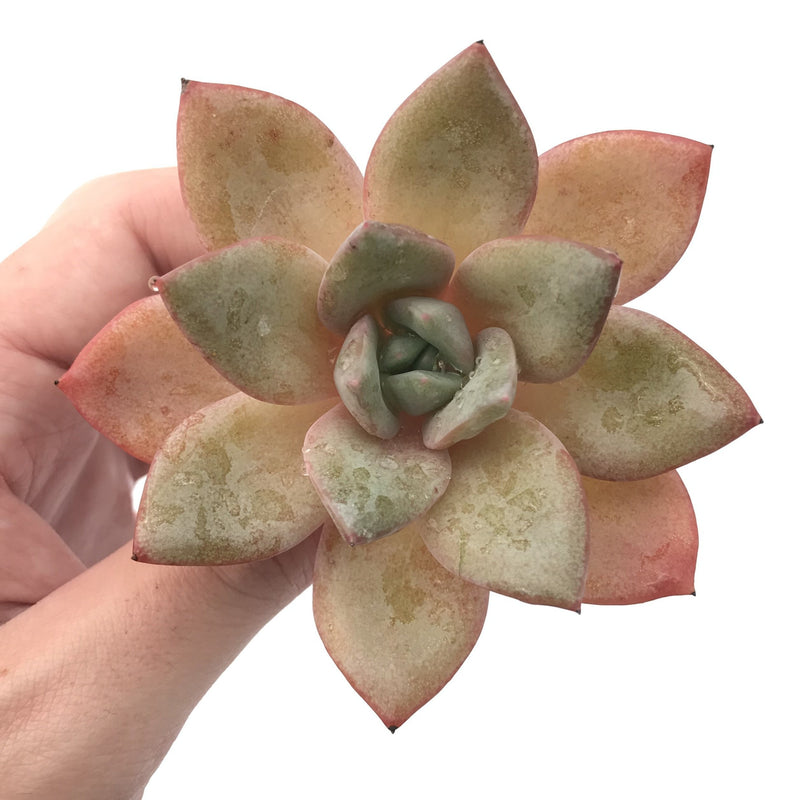 Echeveria 'German Champaign' 3" Succulent Plant