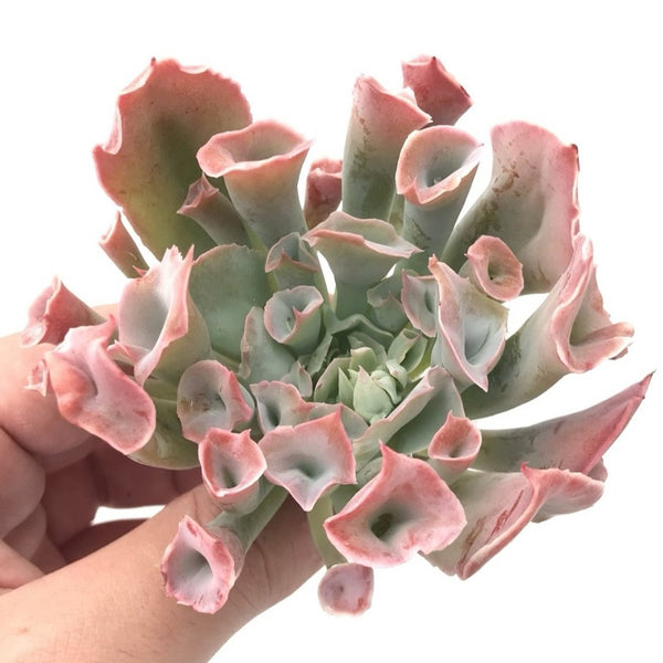 Echeveria 'Trumpet Pinky' 4" Large Rare Succulent Plant