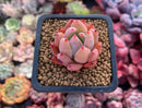 Echeveria 'Lindysana' Hybrid 1"-2" Succulent Plant