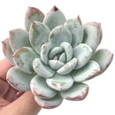 Echeveria 'Ivory' 4" Powdery Succulent Plant