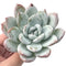 Echeveria 'Ivory' 4" Powdery Succulent Plant