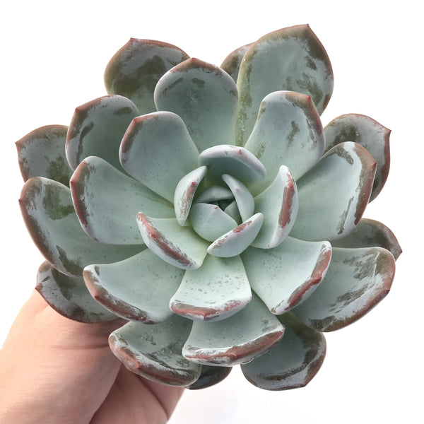 Echeveria 'Cream Sun' Extra Large 6"-7" (Not Echeveria Ivory) Rare Succulent Plant